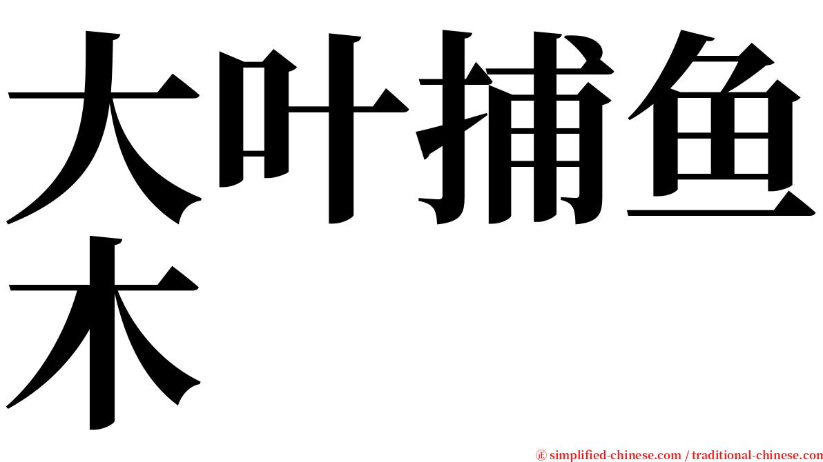 大叶捕鱼木 serif font