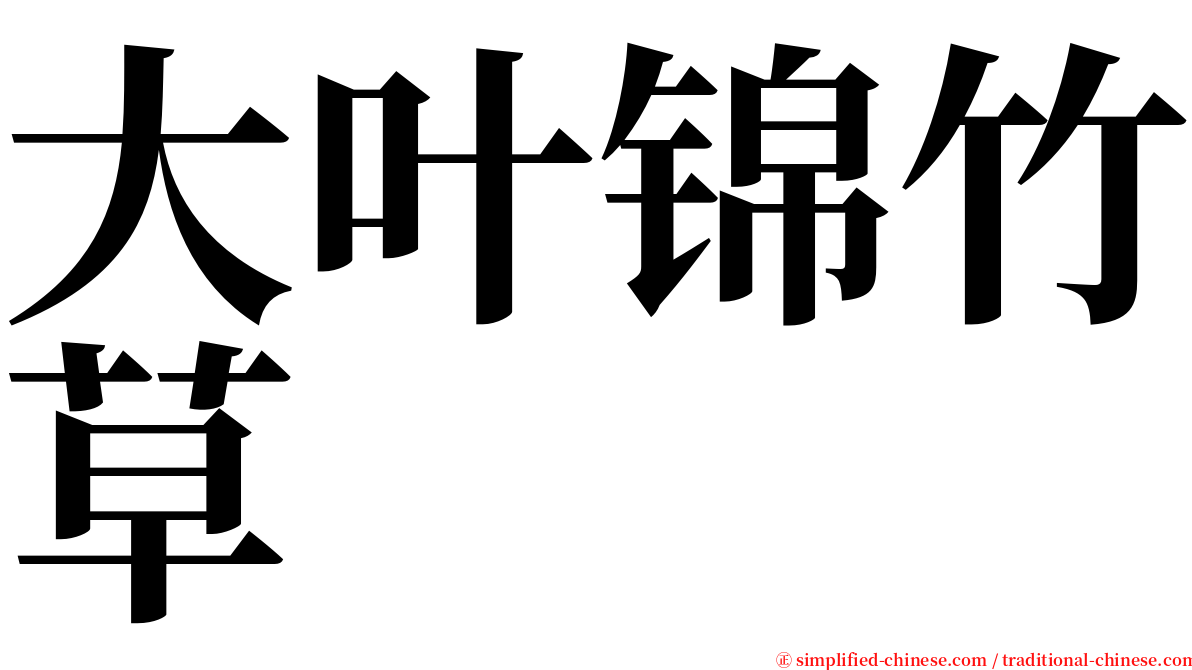 大叶锦竹草 serif font