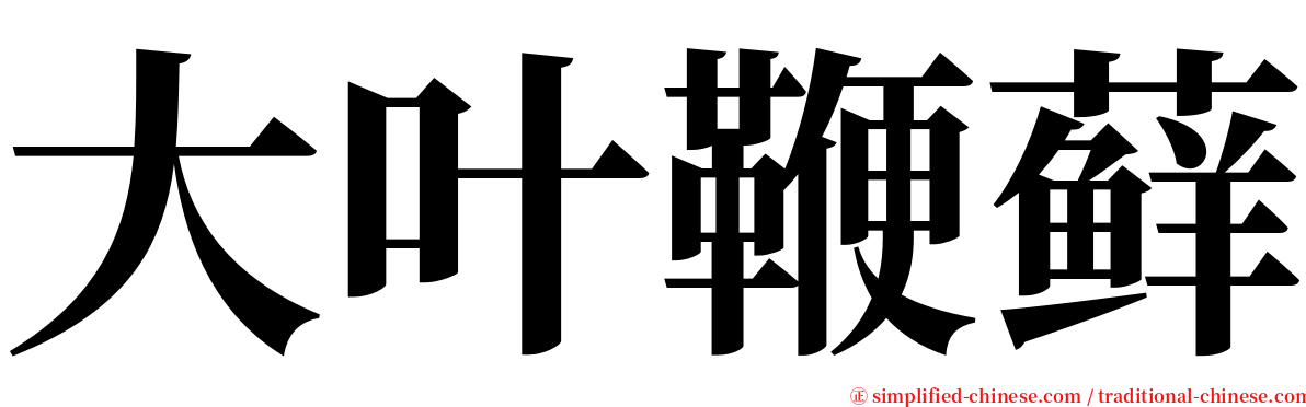 大叶鞭藓 serif font