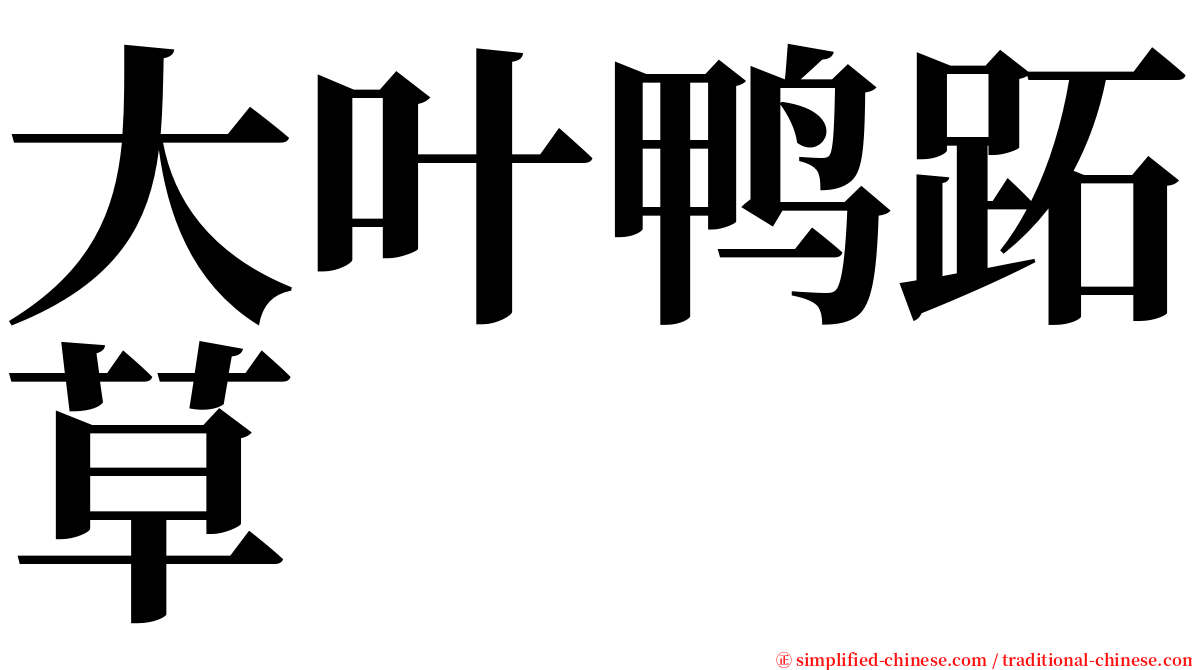 大叶鸭跖草 serif font