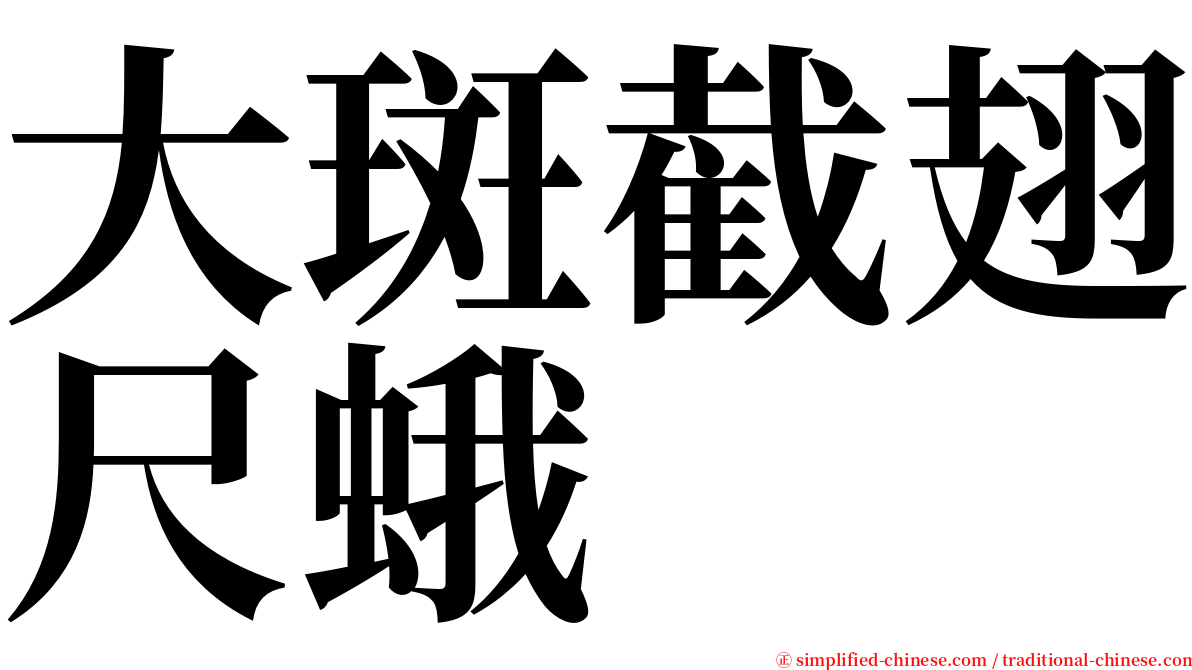 大斑截翅尺蛾 serif font