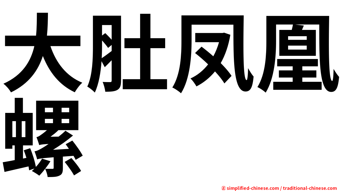 大肚凤凰螺