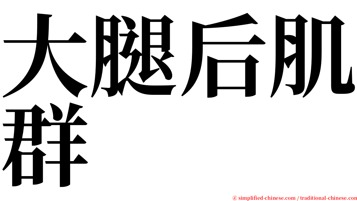 大腿后肌群 serif font