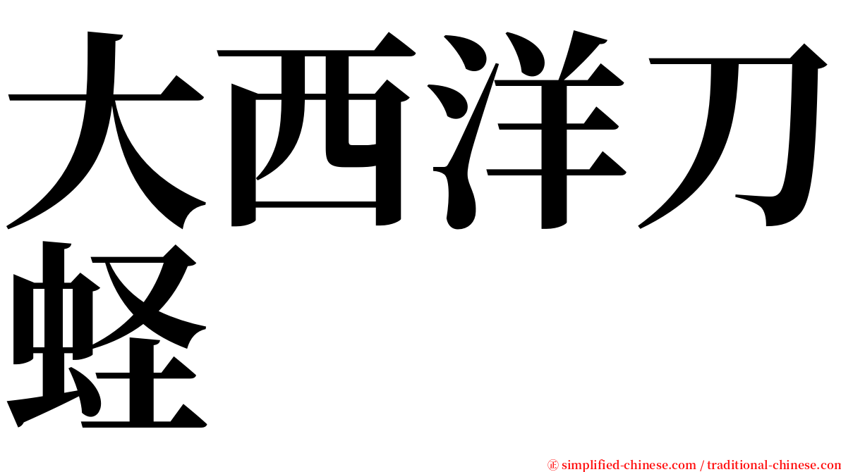 大西洋刀蛏 serif font