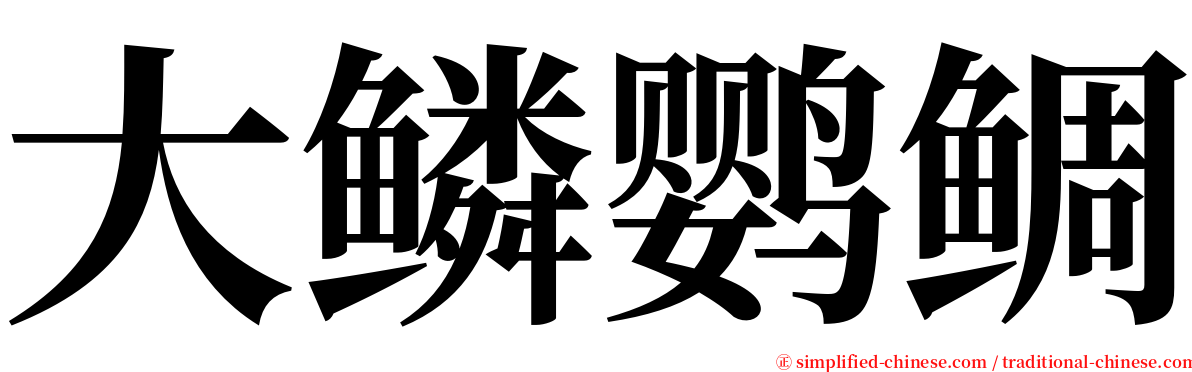 大鳞鹦鲷 serif font