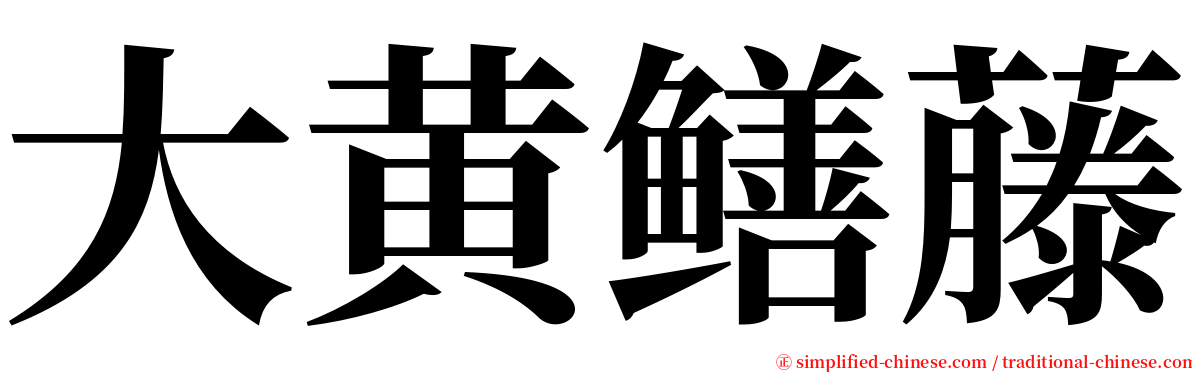 大黄鳝藤 serif font