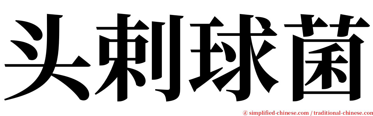 头剌球菌 serif font