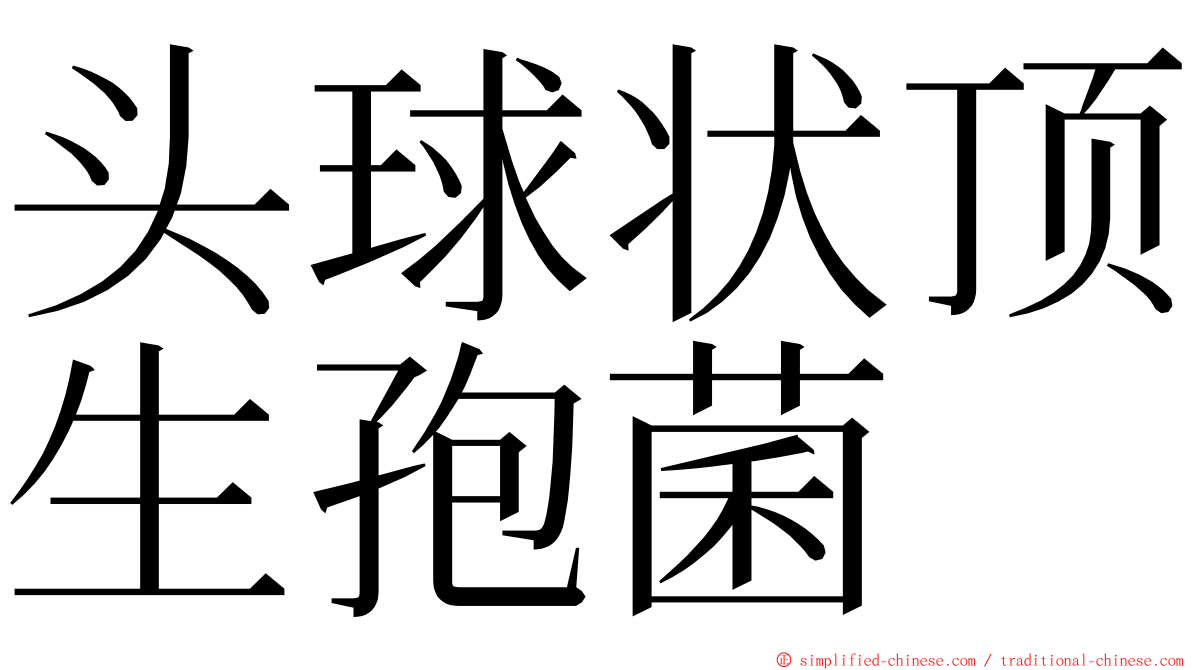 头球状顶生孢菌 ming font