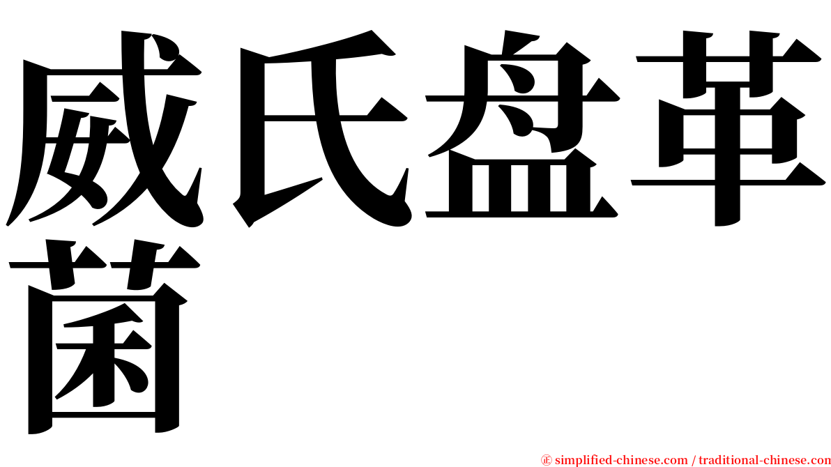 威氏盘革菌 serif font