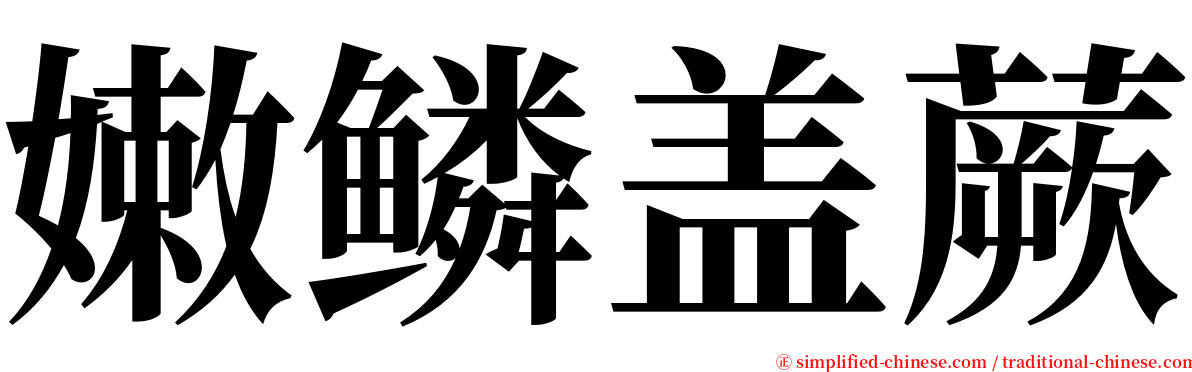 嫩鳞盖蕨 serif font