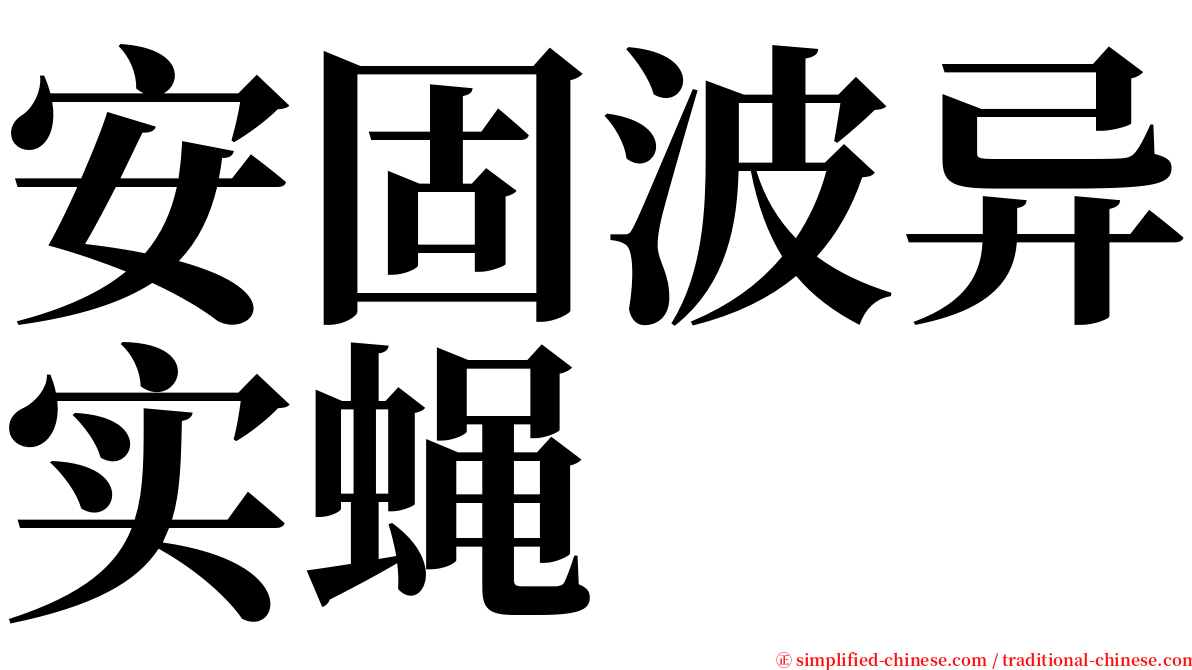 安固波异实蝇 serif font