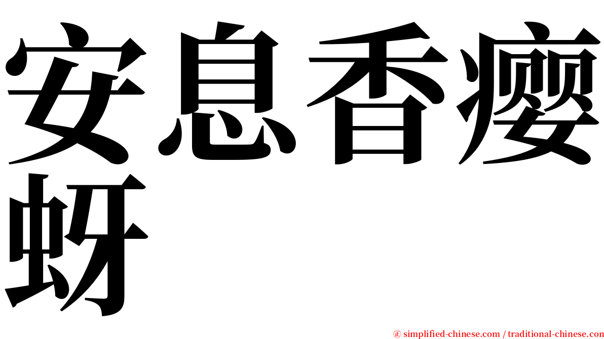 安息香瘿蚜 serif font