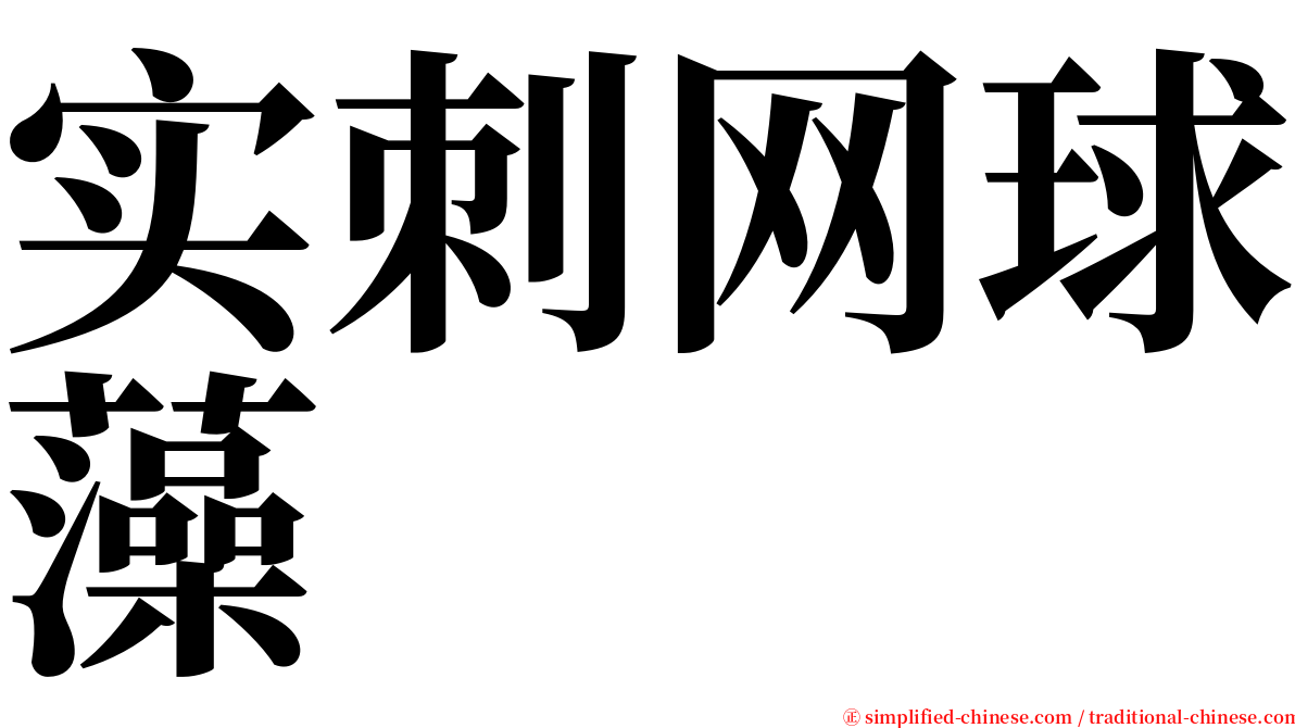 实刺网球藻 serif font