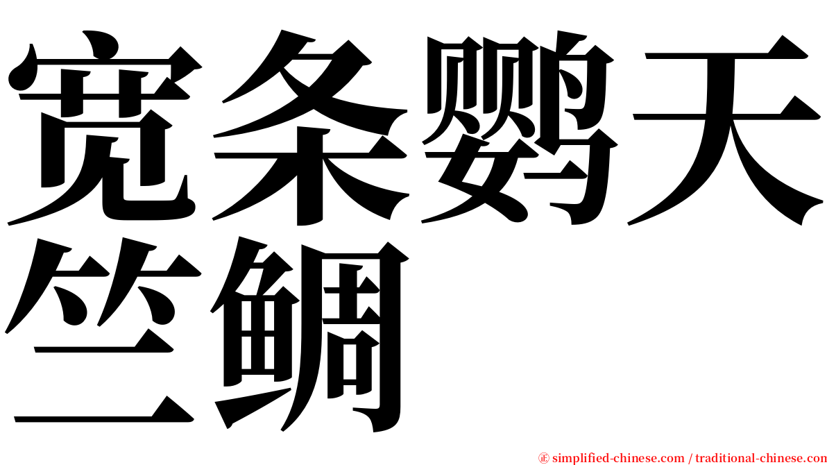 宽条鹦天竺鲷 serif font