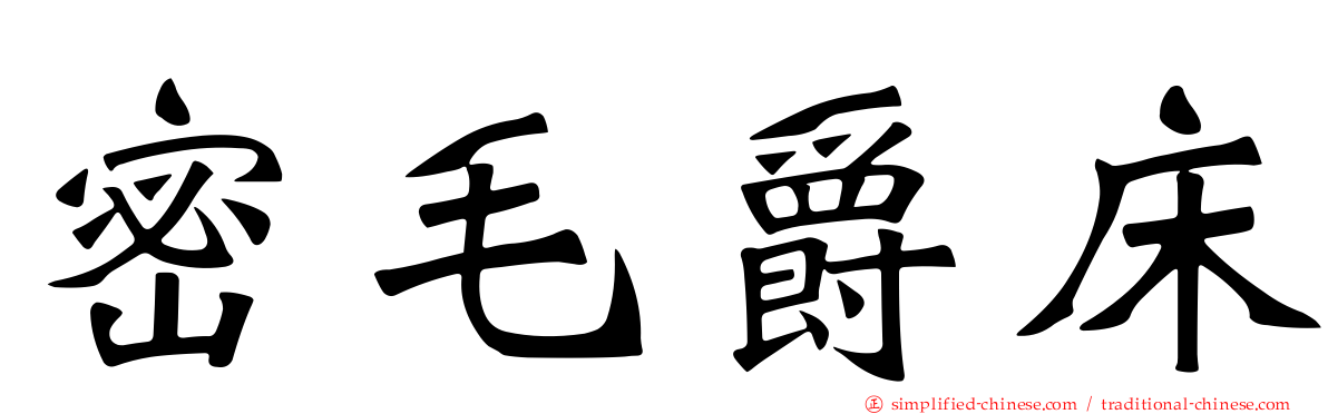 密毛爵床