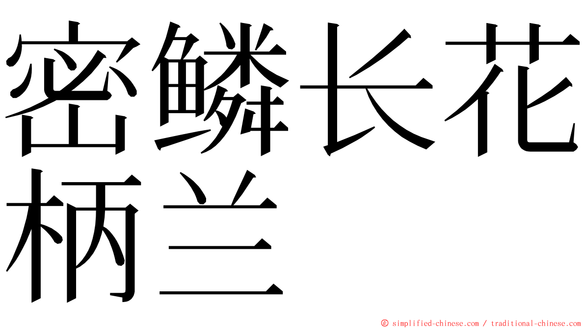 密鳞长花柄兰 ming font