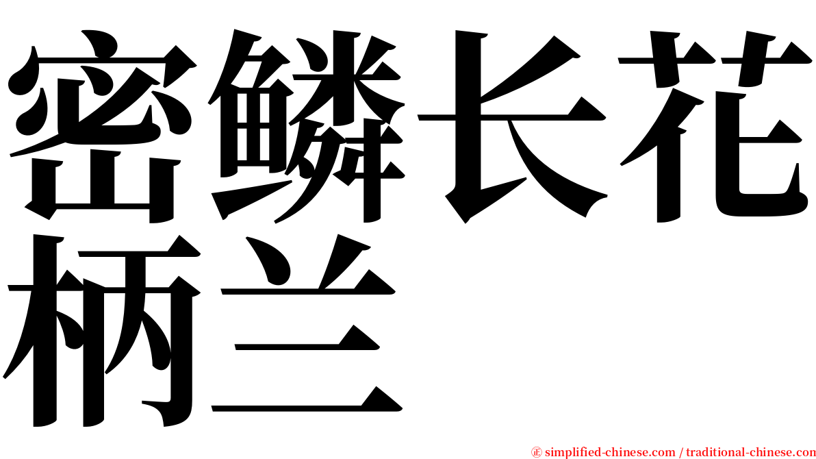 密鳞长花柄兰 serif font