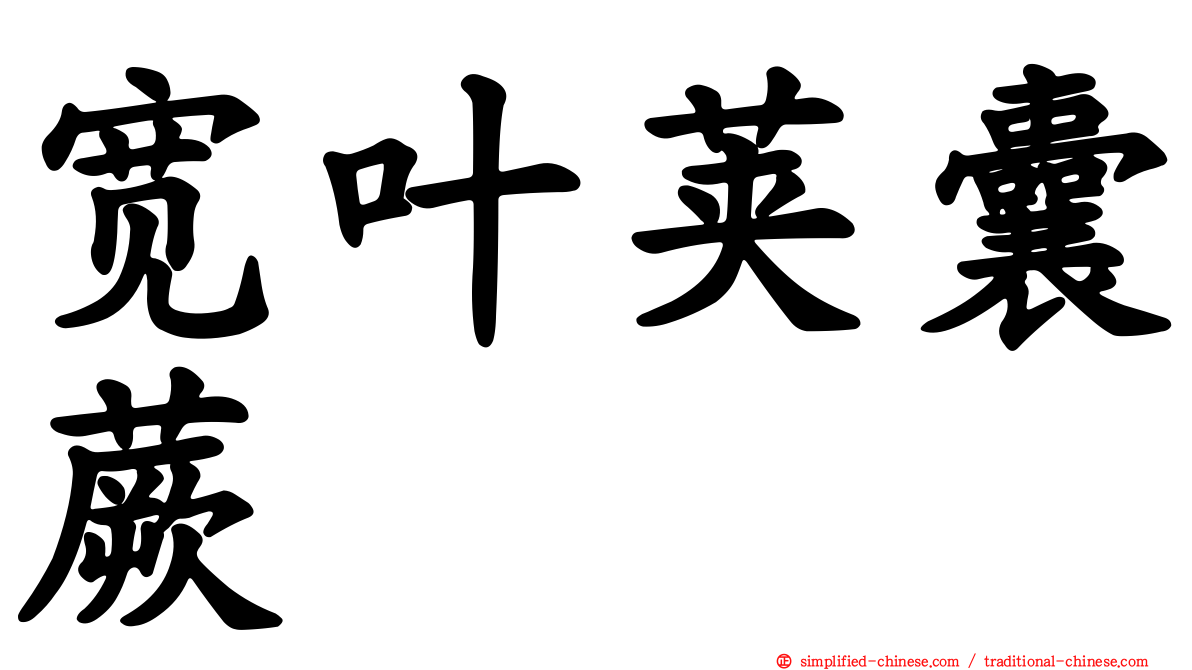 宽叶荚囊蕨