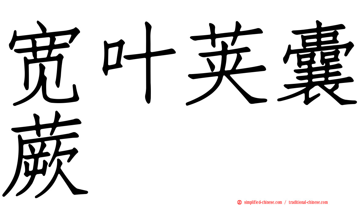 宽叶荚囊蕨