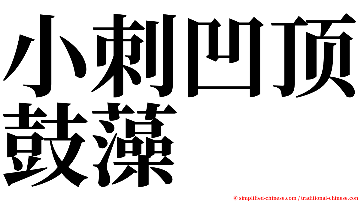 小刺凹顶鼓藻 serif font