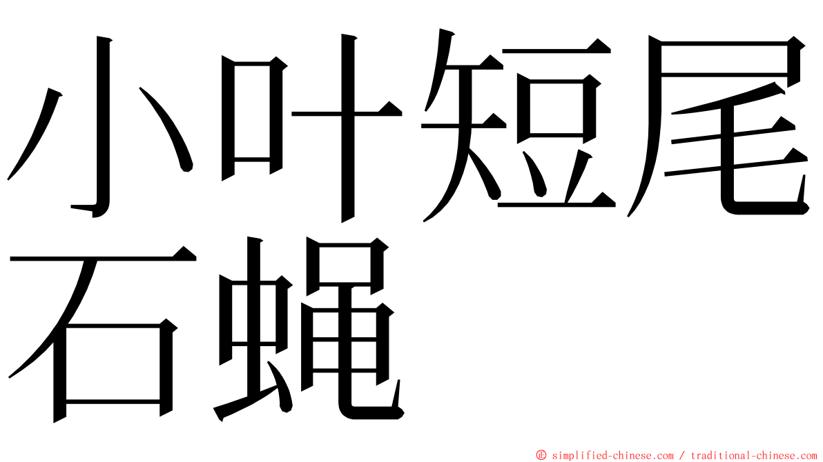 小叶短尾石蝇 ming font