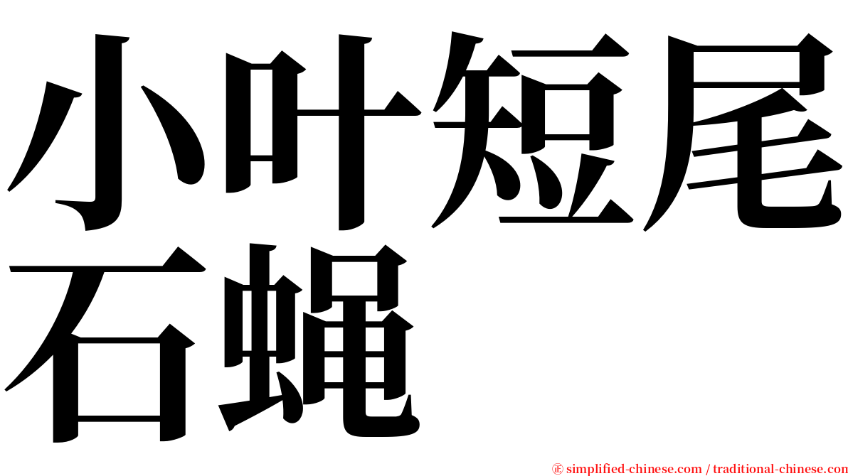 小叶短尾石蝇 serif font