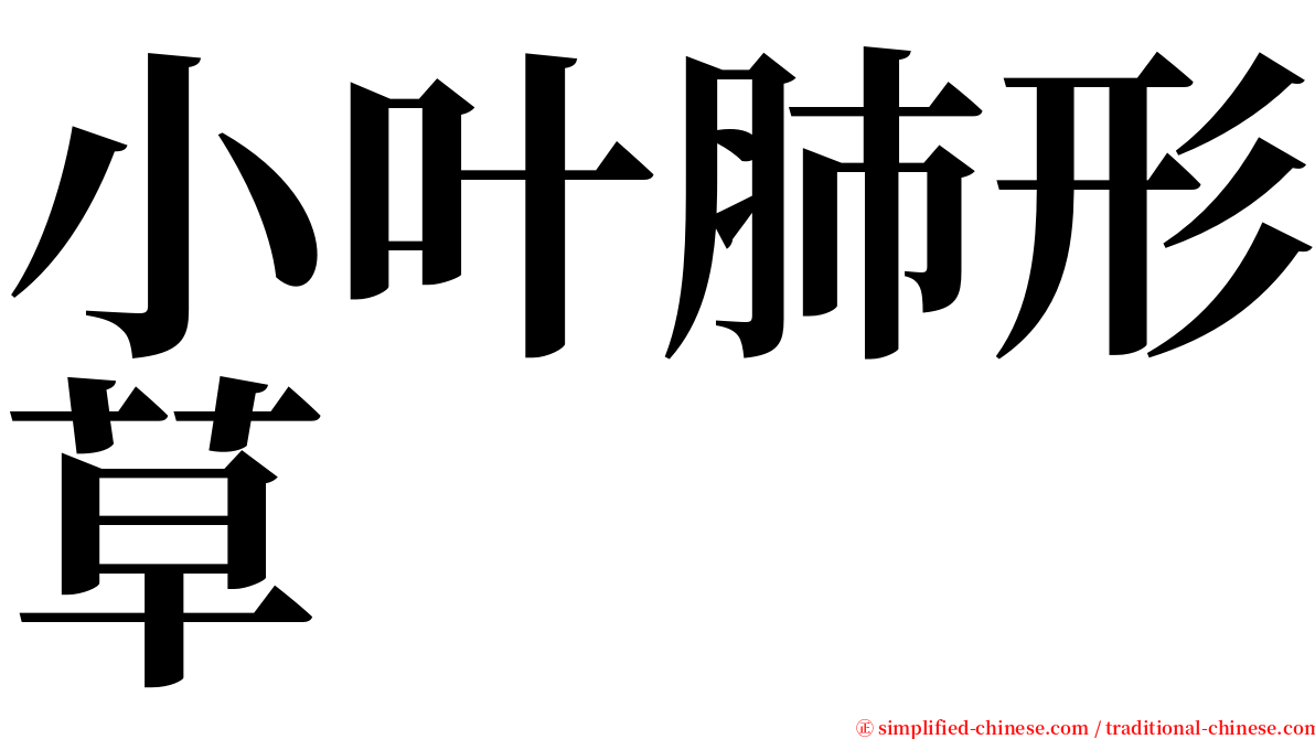小叶肺形草 serif font