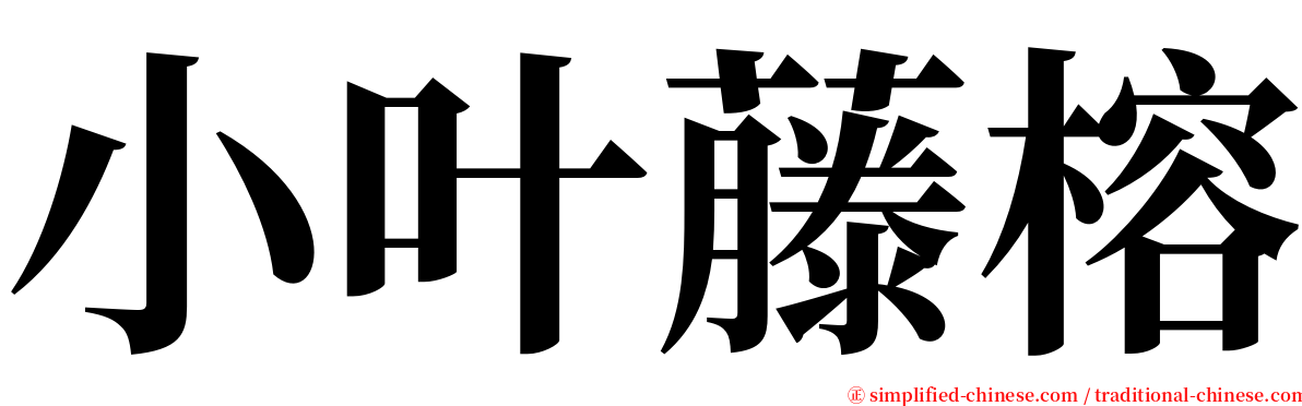 小叶藤榕 serif font