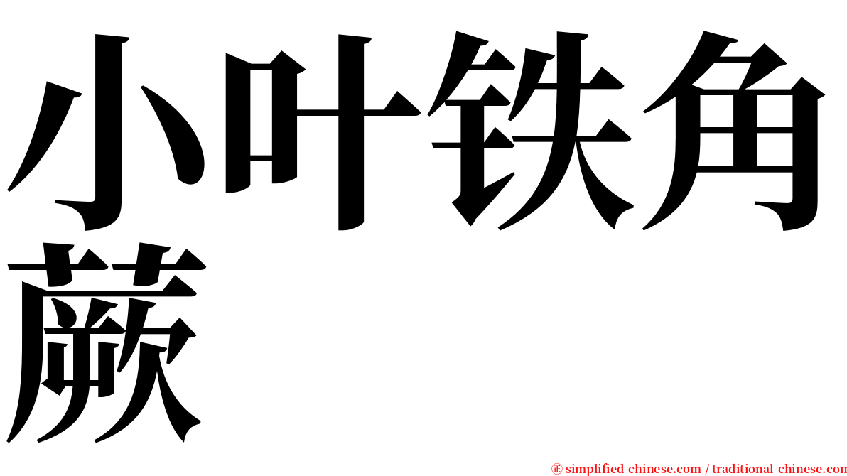 小叶铁角蕨 serif font