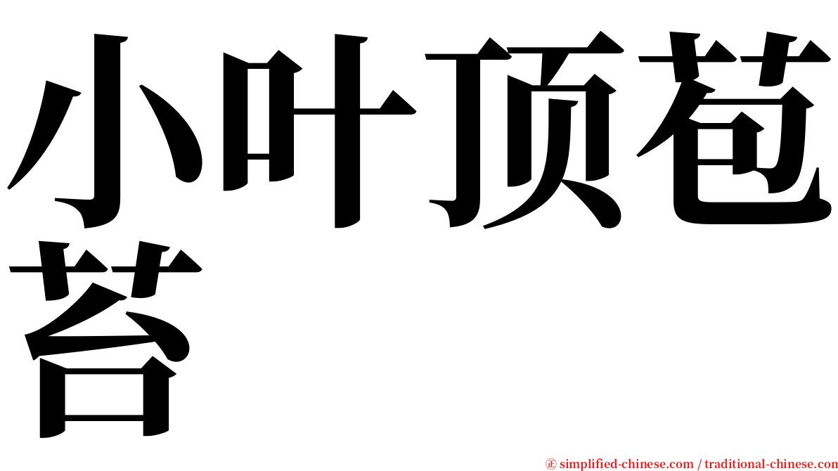 小叶顶苞苔 serif font