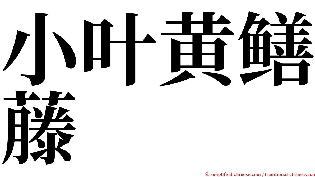 小叶黄鳝藤 serif font