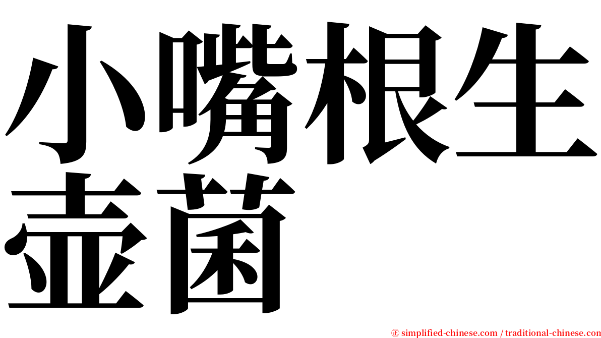 小嘴根生壶菌 serif font