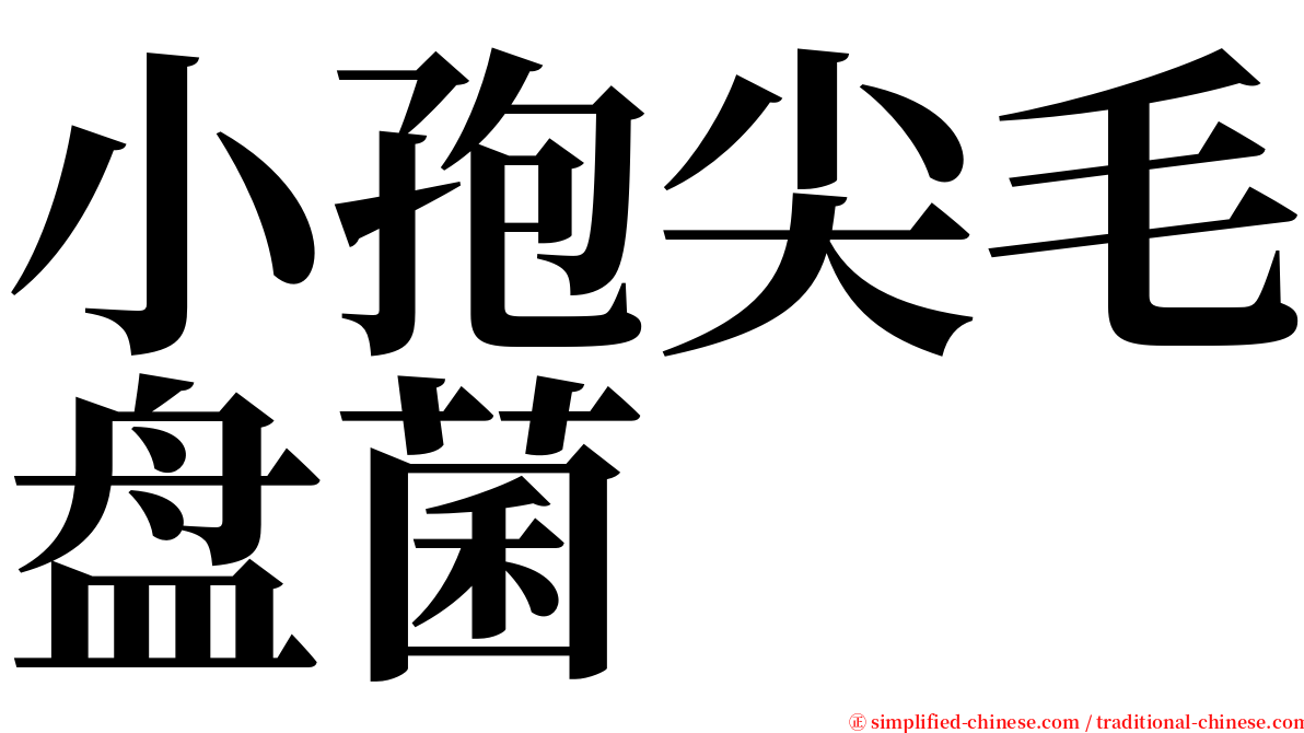 小孢尖毛盘菌 serif font