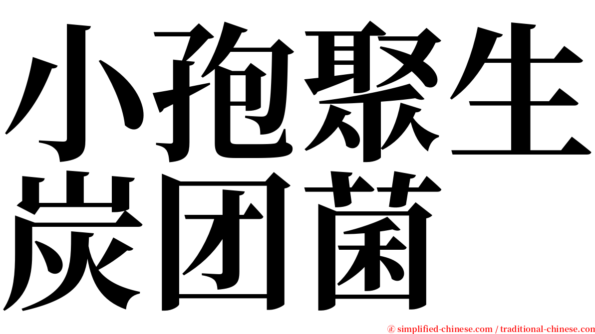 小孢聚生炭团菌 serif font