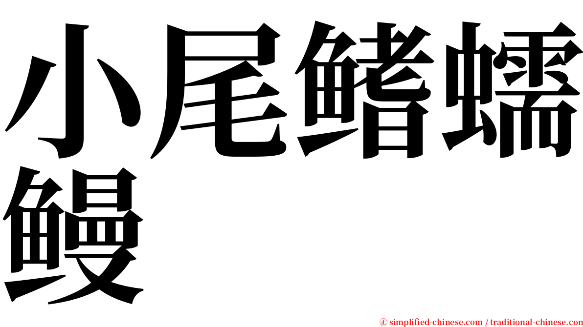 小尾鳍蠕鳗 serif font