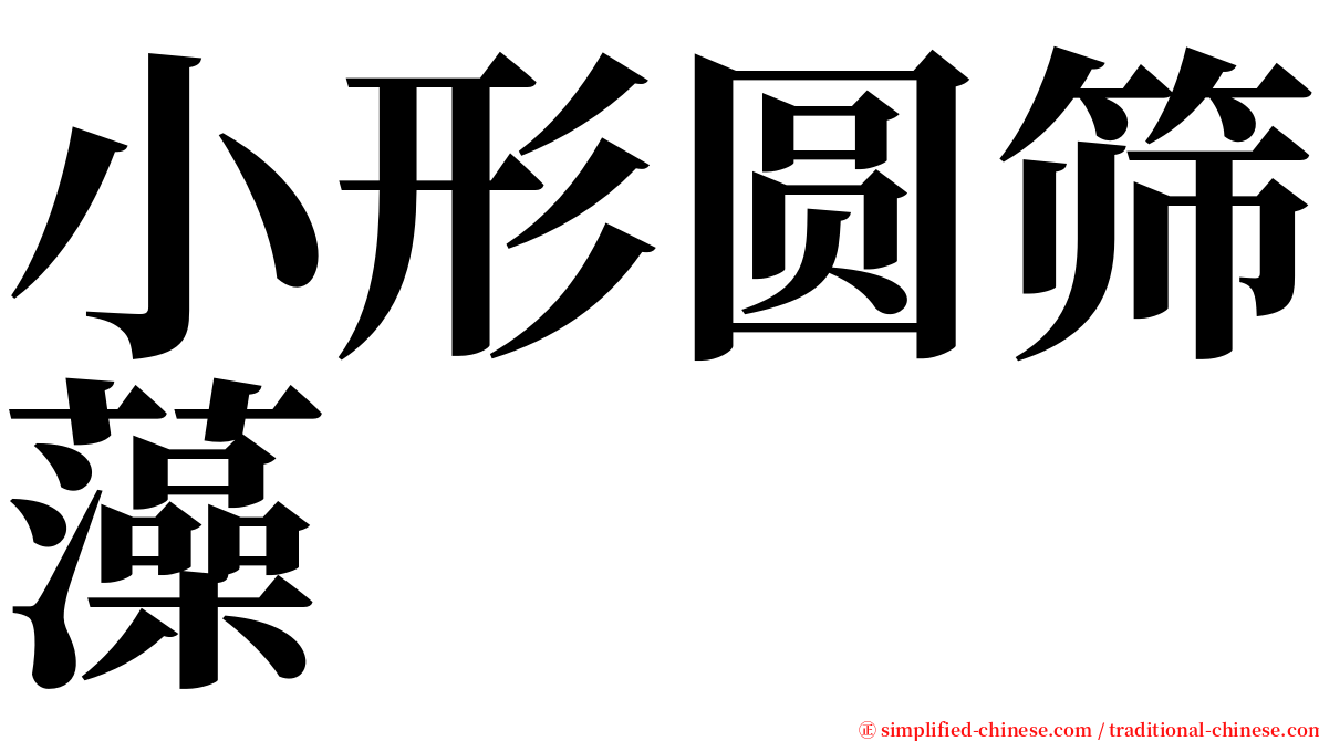 小形圆筛藻 serif font