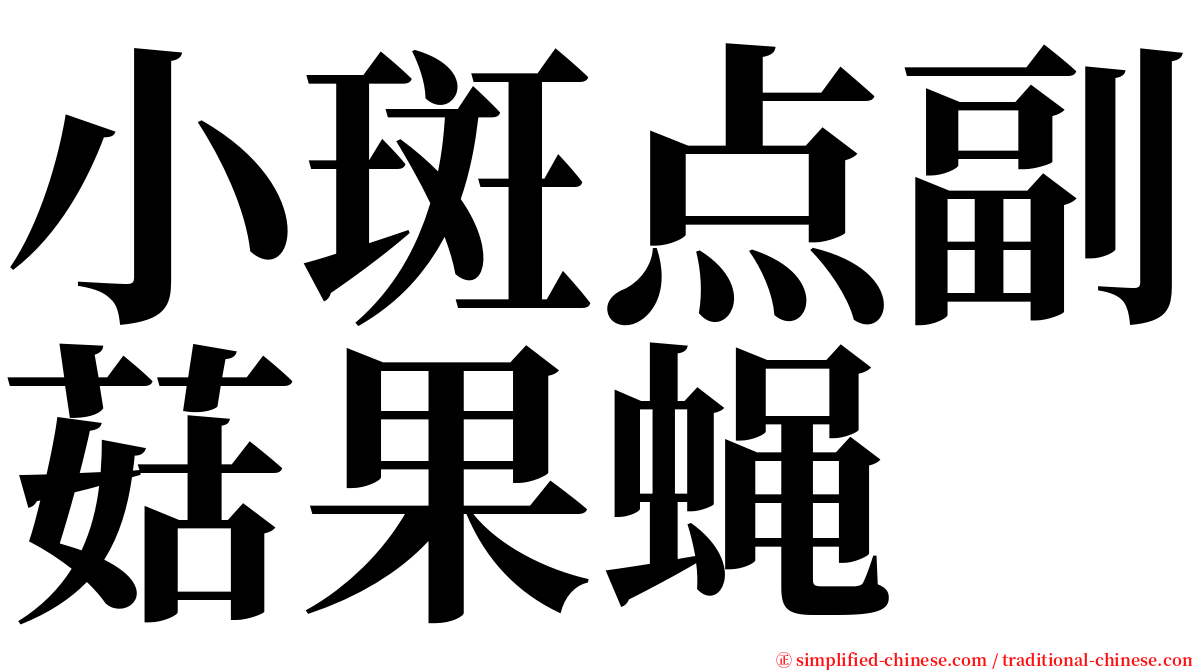 小斑点副菇果蝇 serif font