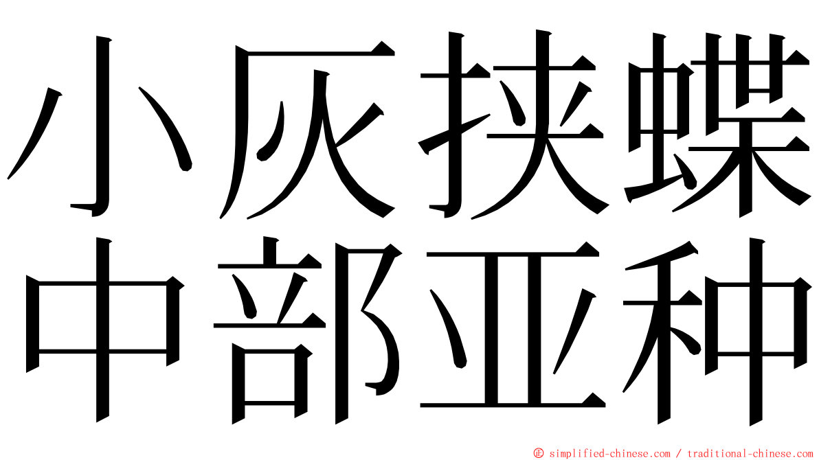 小灰挟蝶中部亚种 ming font