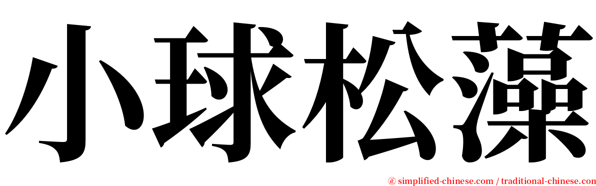 小球松藻 serif font