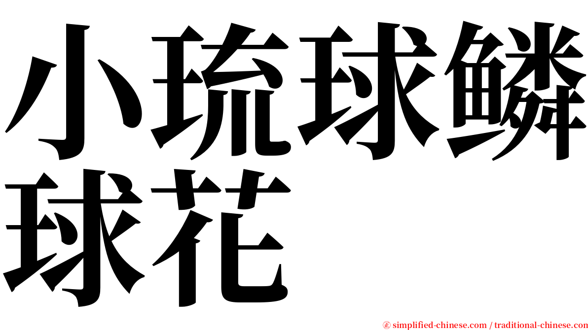 小琉球鳞球花 serif font