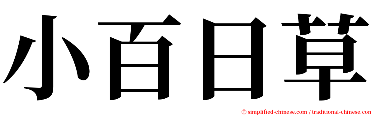 小百日草 serif font