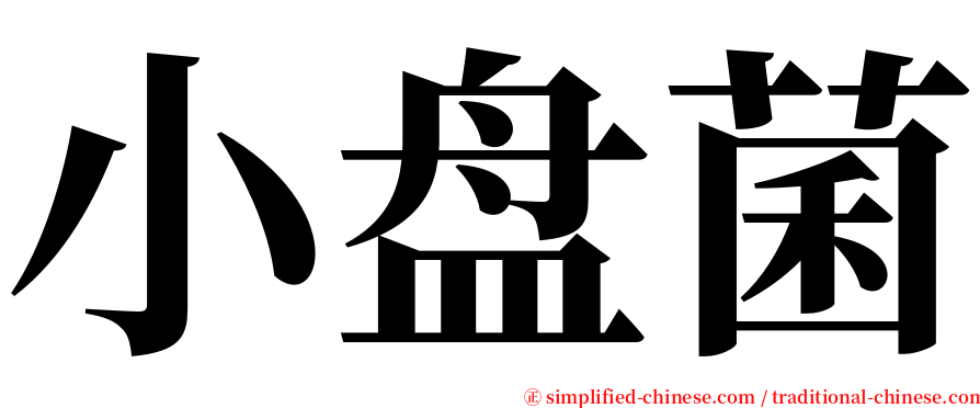 小盘菌 serif font