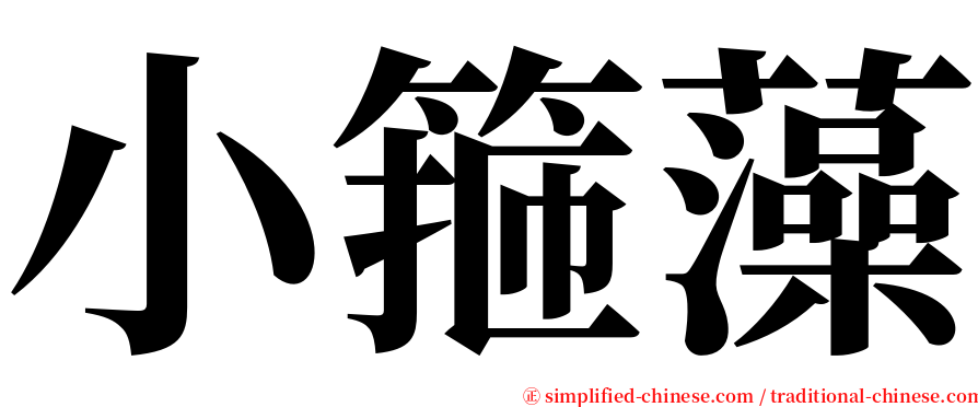 小箍藻 serif font