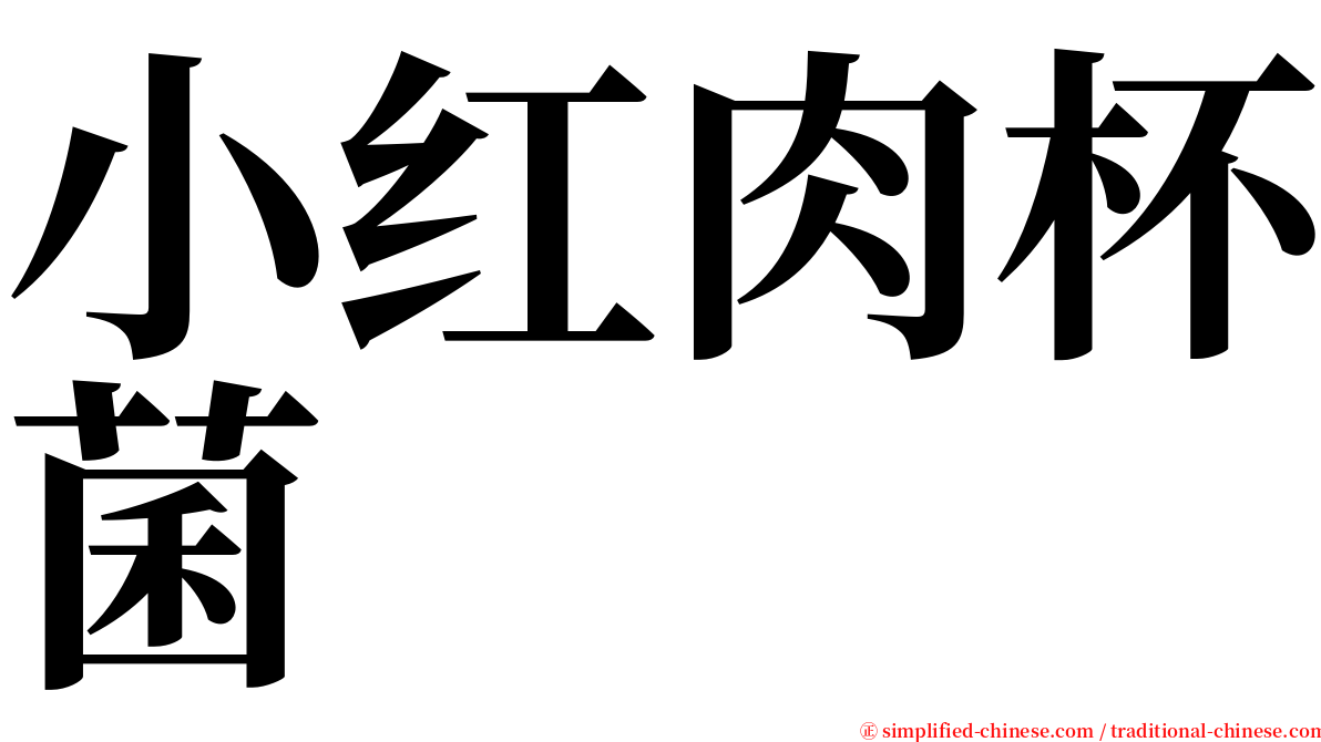 小红肉杯菌 serif font