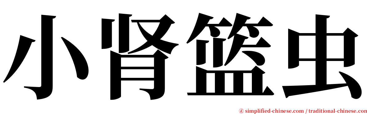 小肾篮虫 serif font