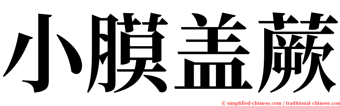 小膜盖蕨 serif font