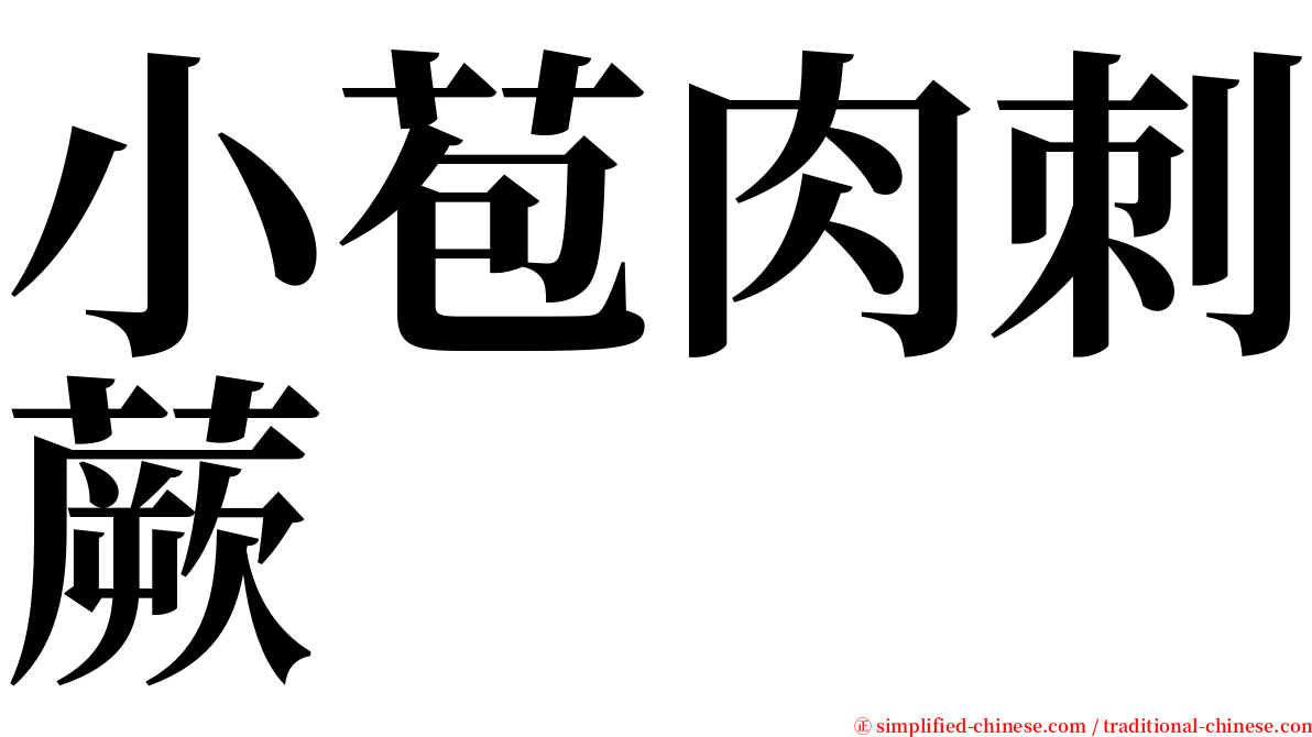 小苞肉刺蕨 serif font