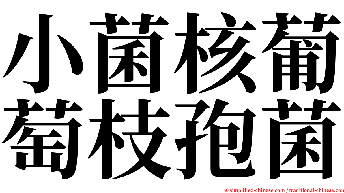 小菌核葡萄枝孢菌 serif font