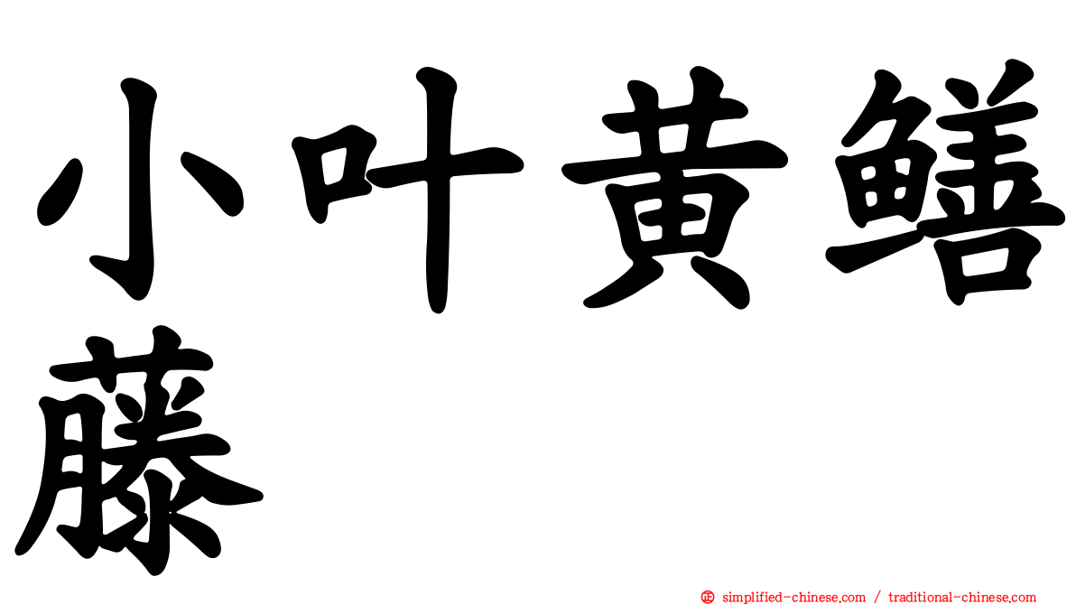 小叶黄鳝藤