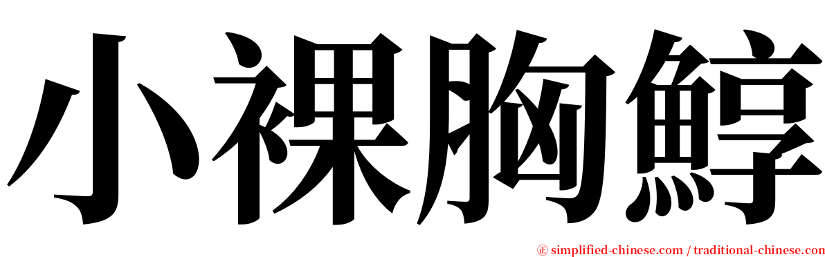 小裸胸鯙 serif font